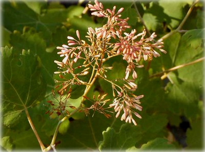 Macleaya sau bocconia (fotografie), cultivare