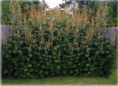 Macleaya sau bocconia (fotografie), cultivare