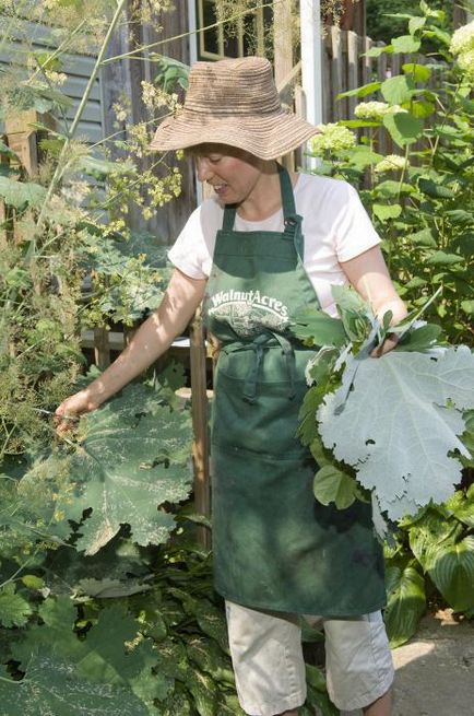 Maclea în formă de inimă - plante medicinale și ornamentale