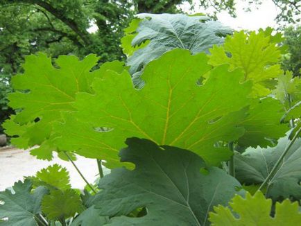 Maclea în formă de inimă - plante medicinale și ornamentale