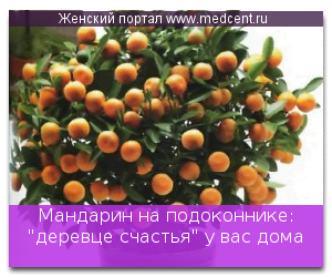 Мандарин на підвіконні деревце щастя у вас вдома