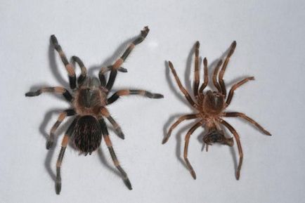 Mexican spider-tarantula brahypelma smiti