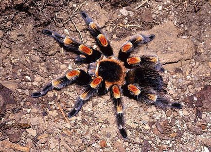 Mexican spider-tarantula brahypelma smiti