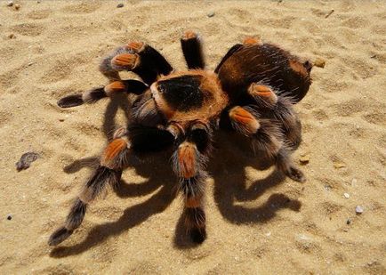 Mexican spider-tarantula brahypelma smiti
