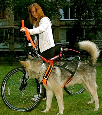 Metode de instruire a mișcării de lângă bicicletă și remorcare - sisteme electronice pettra pentru câini