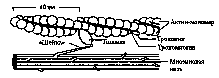 Механізм скорочення скелетного м'яза