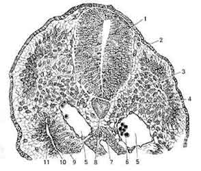 Miomul uterului