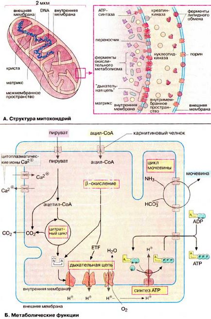 Structura și funcția mitocondrială