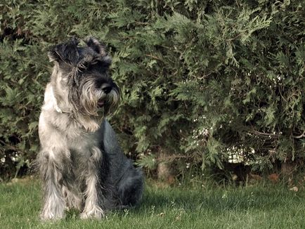 Mittelschnauzer (schnauzer standard sau mediu) fotografie, preț