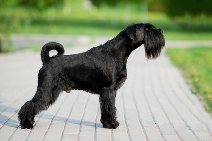 Mittelschnauzer (schnauzer standard sau mediu) fotografie, preț