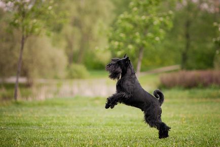 Mittelschnauzer (schnauzer standard sau mediu) fotografie, preț