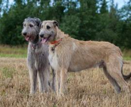 Mittelschnauzer (schnauzer standard sau mediu) fotografie, preț