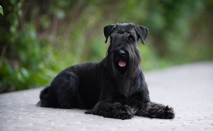 Mittelschnauzer (schnauzer standard sau mediu) fotografie, preț