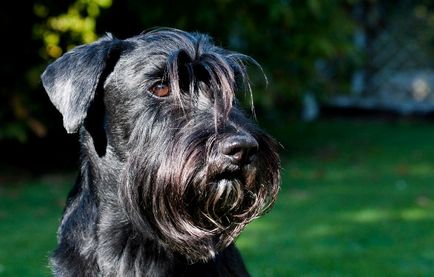 Mittelschnauzer (schnauzer standard sau mediu) fotografie, preț