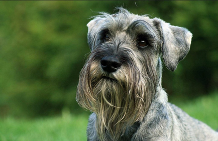 Mittelschnauzer (schnauzer standard sau mediu) fotografie, preț