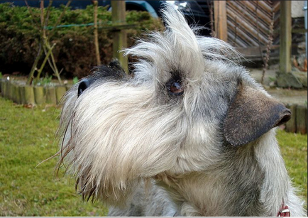 Mittelschnauzer (schnauzer standard sau mediu) fotografie, preț