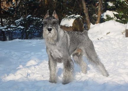 Mittelschnauzer (schnauzer standard sau mediu) fotografie, preț