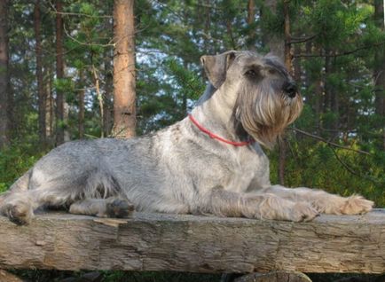 Mittelschnauzer (schnauzer standard sau mediu) fotografie, preț