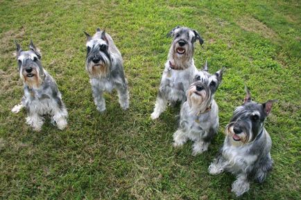 Mittelschnauzer (schnauzer standard sau mediu) fotografie, preț