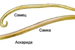 Чи можуть глисти викликати кашель