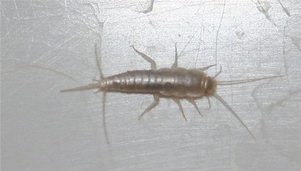 Woodlice a lakásban, hol és hogyan lehet megszabadulni