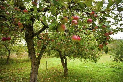 Чи можна садити яблуню поруч з вишнею сумісність дерев в саду