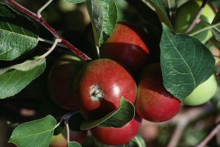 Възможно ли е да се засадят ябълково дърво в непосредствена близост до череши в съвместимостта на градина