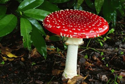 Мухомор цезаря - опис гриба, корисні властивості, протипоказання і рецепти