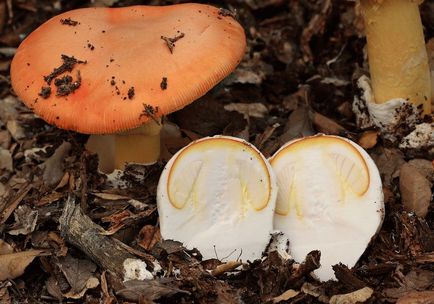 Ciuperca Caesar - o descriere a ciupercii, proprietăți utile, contraindicații și rețete