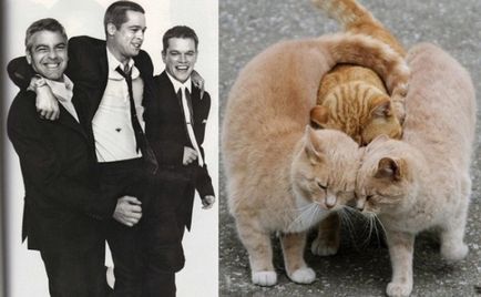 Bărbați și pisici comparația originală a animalelor cu celebrități mondiale