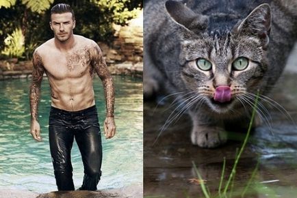 Bărbați și pisici comparația originală a animalelor cu celebrități mondiale