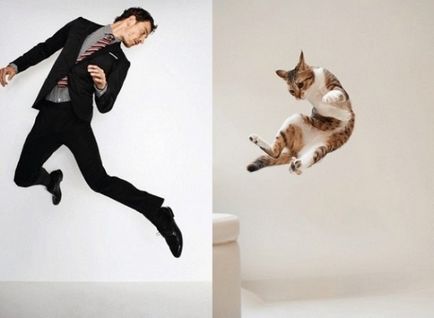 Чоловіки і коти оригінальне порівняння тварин зі світовими знаменитостями