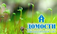 Moha és páfrányok (moha. Ferns.) Moha és páfrány