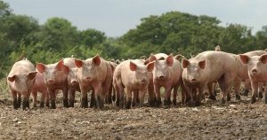 Ingrasarea de carne a porcilor