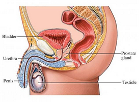 În cele din urmă, lumânările cu ihtiol au fost folosite pentru prostatită!