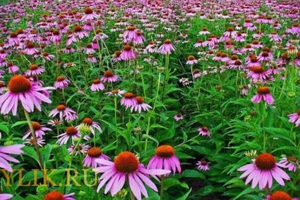 Tinktúra Echinacea hasznos tulajdonságai és alkalmazásai