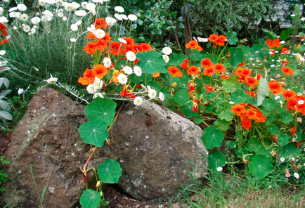 Nasturtium aterizare și îngrijire în teren deschis