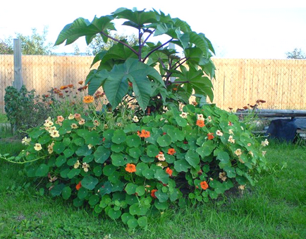 Nasturtium aterizare și îngrijire în teren deschis