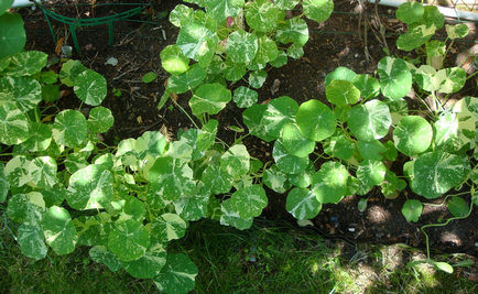 Nasturtium aterizare și îngrijire în teren deschis