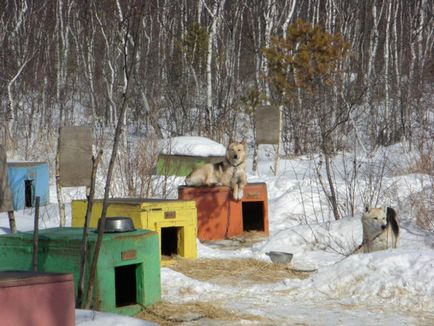 Cabine neobișnuite de câine