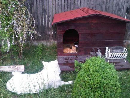 Cabine neobișnuite de câine