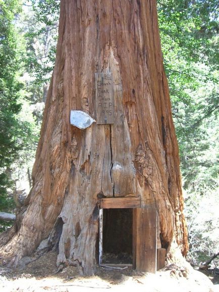 Cabine neobișnuite de câine