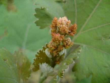 O plantă nouă în grădina mea este în formă de inimă