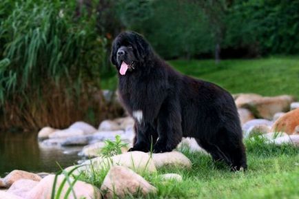 Newfoundland egy városi lakás