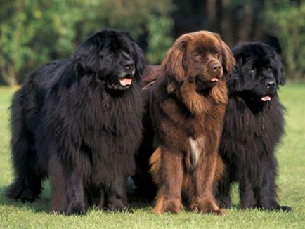 Newfoundland egy városi lakás