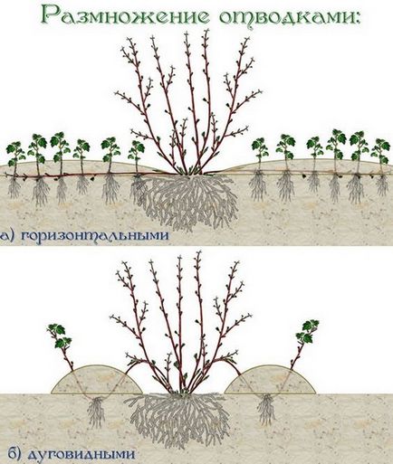 Seabuckthorn - plantarea și îngrijirea copacului - video, recomandări