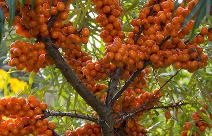 Seabuckthorn - plantarea și îngrijirea copacului - video, recomandări