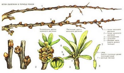 Seabuckthorn - plantarea și îngrijirea copacului - video, recomandări