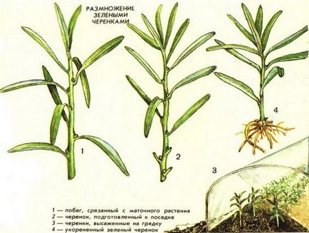 Seabuckthorn - plantarea și îngrijirea copacului - video, recomandări