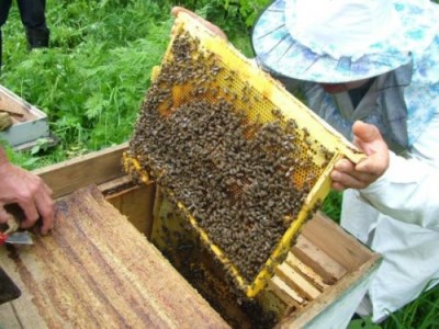Tratarea albinelor dintr-o căpușă în primăvară cu un pistol de fum și plăci